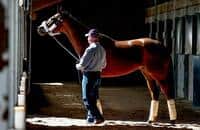 4-time champion Beholder is booked to Gun Runner