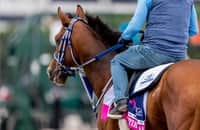 Mystik Dan drills for Lukas Classic; 43 others also work