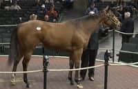 Keeneland September: 5 sires have $20 million in sales